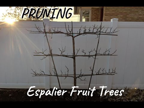 Espalier 과일 나무 가지 치기 방법