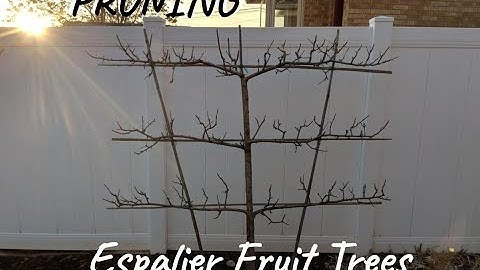 How to Prune Espalier Fruit Trees