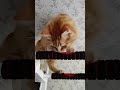 Ginger cat ruined the sports ladder
