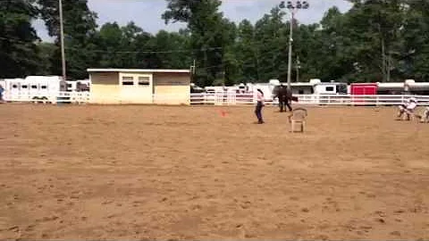 Novice Amateur Showmanship WPQHA
