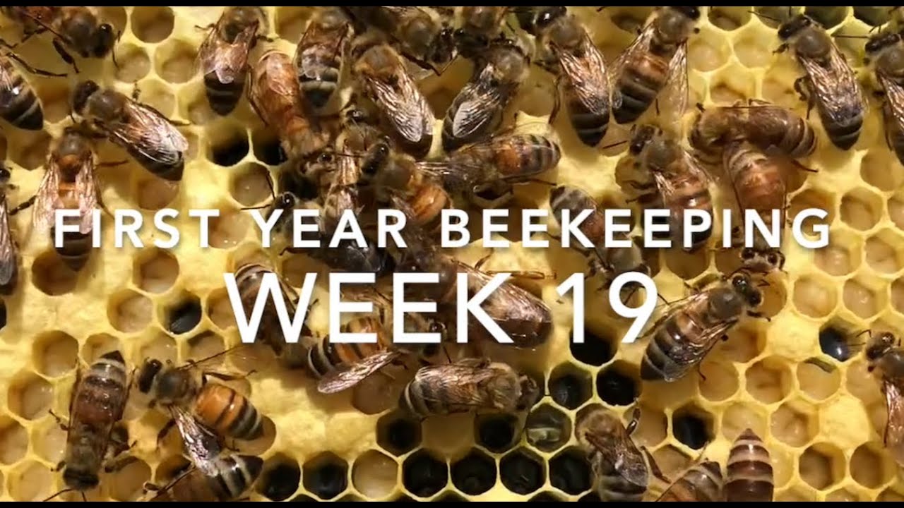 First Year Beekeeping: Week 19 - Inspection and Chatter - YouTube