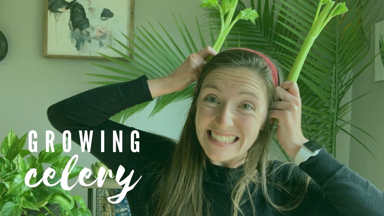 Lettuce Grow Some Celery! - YouTube