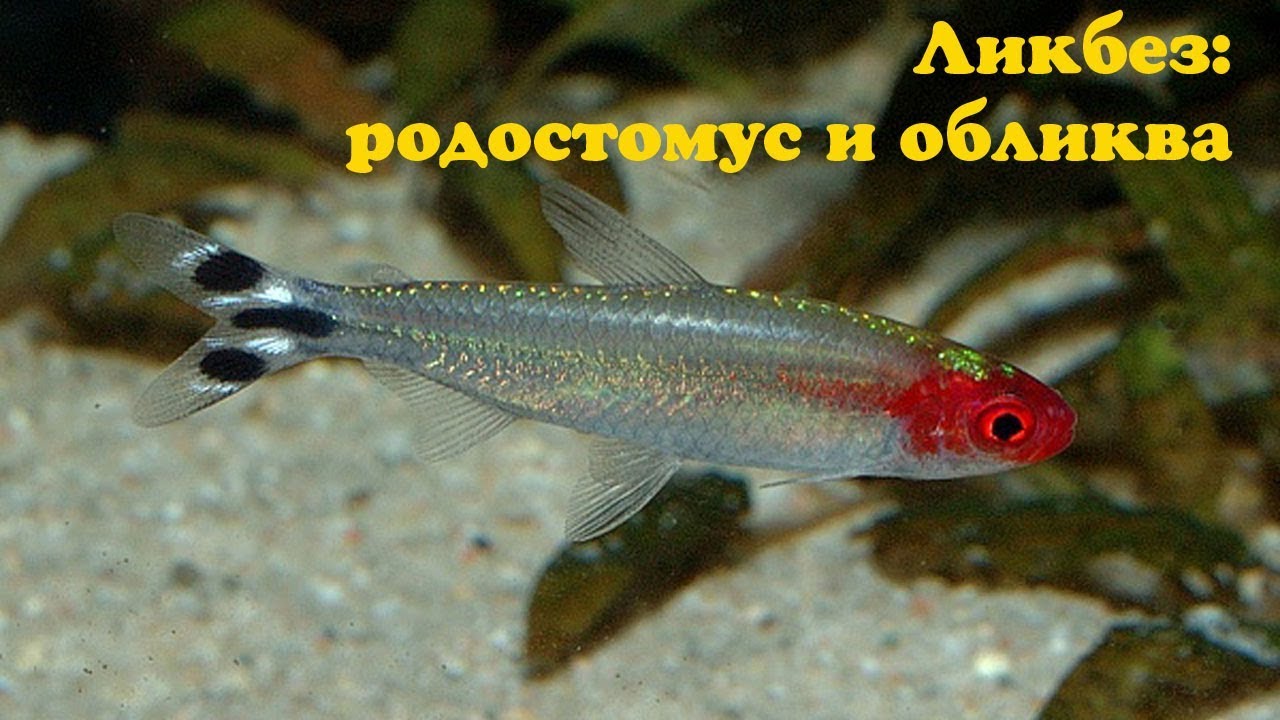 Ликбез: родостомус и обликва - YouTube