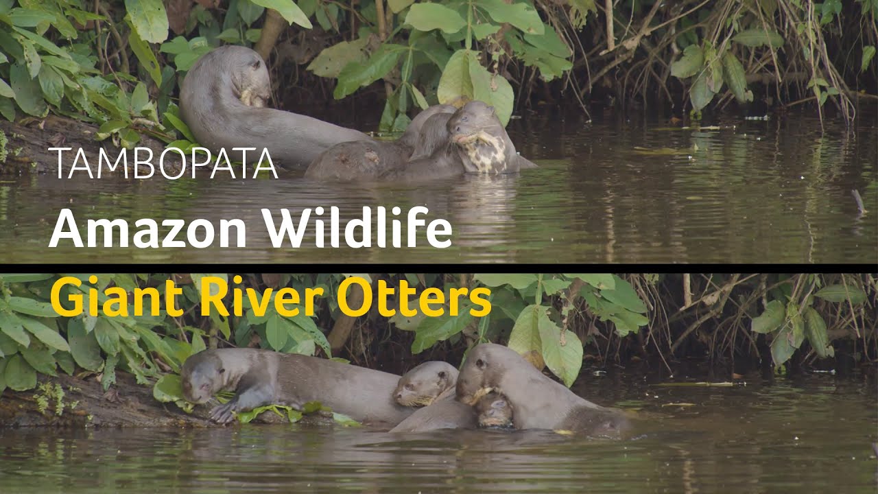 Wildlife Guide Giant Otter Tambopata Peru Rainforest Expeditions