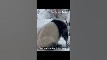 Giant pandas show off acrobatic skills in snow at a zoo in NE China