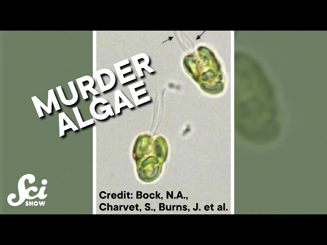 Some algae eat their food alive. #shorts #science #SciShow