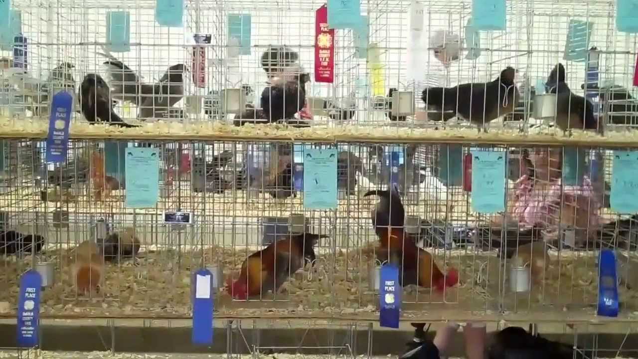 58th Annual VFW DeKalb County Agricultural Fair Fort Payne AL 2013