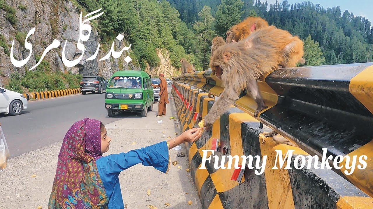 Funny Monkeys Video | Monkey In Bandar Gali Murree | Monkey Point Murree