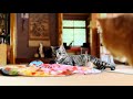遊び好きニャンコに飽きるまで遊ばせてみた🐾 Play Until Tired