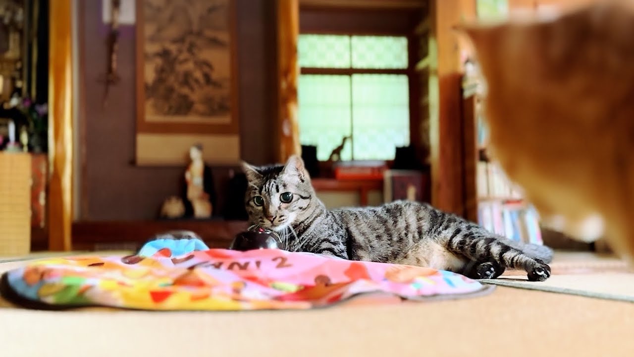 遊び好きニャンコに飽きるまで遊ばせてみた🐾 Play Until Tired