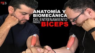 ENTRENAMIENTO DE BÍCEPS  ANALISÍS BIOMECÁNICO Y ANATÓMICO