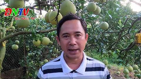 NGUYÊN NHÂN VÀ CÁCH PHÒNG BỆNH RÁM QUẢ TRÊN BƯỞI ĐƠN GIẢN, HIỆU QUẢ- ĐỨC NHÂN TV