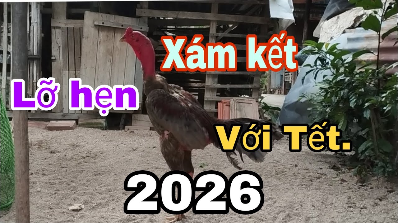 Xám kết,lỡ hẹn với Tết 2026.
