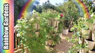 Whats Growing in August? Dahlias, Cucumbers, Beans, Tulsi Basil, More!