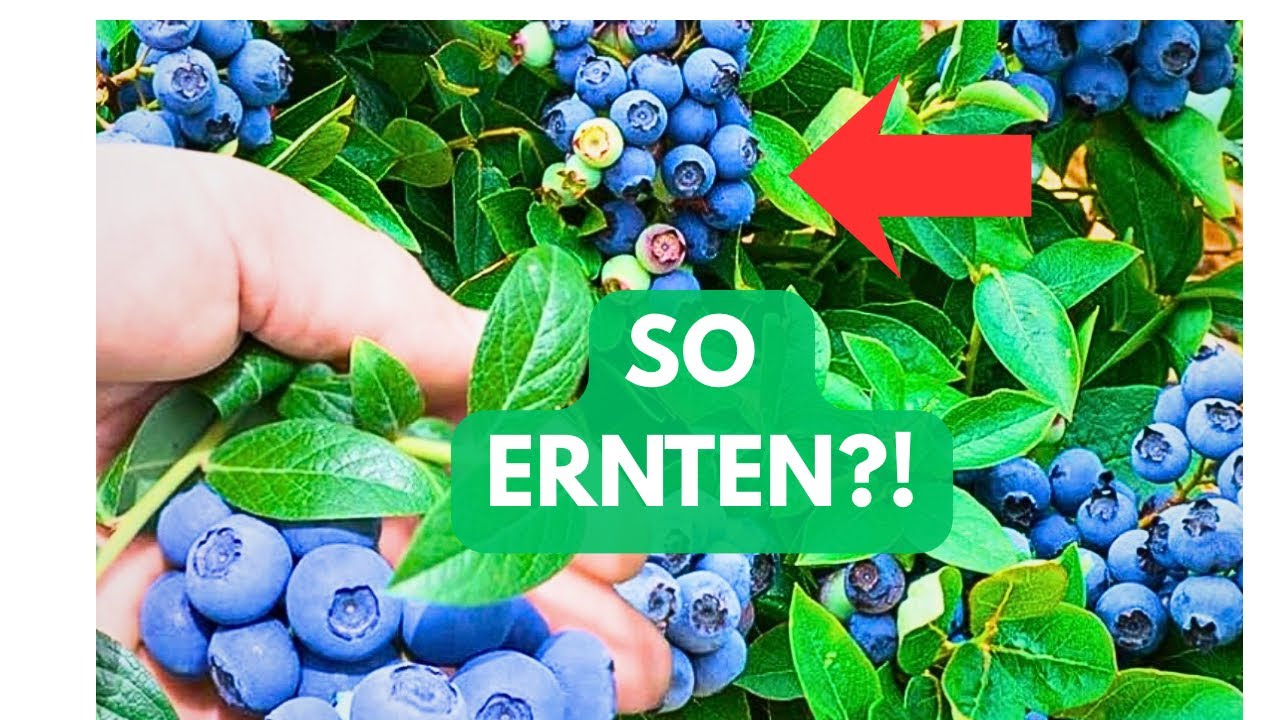 Blaubeeren richtig pflanzen: Groe Ernte garantiert