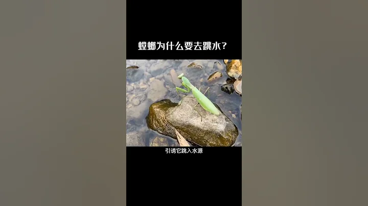 螳螂為什麼要去跳水,漲知識#科普#動物世界 - 天天要聞