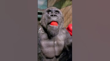 This silverback is enjoying his pepper! #silverback #gorilla #asmr #mukbang #eating #food