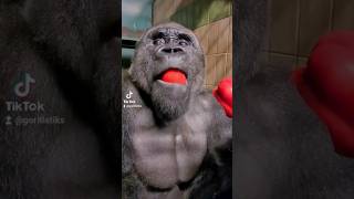 This silverback is enjoying his pepper! #silverback #gorilla #asmr #mukbang #eating #food