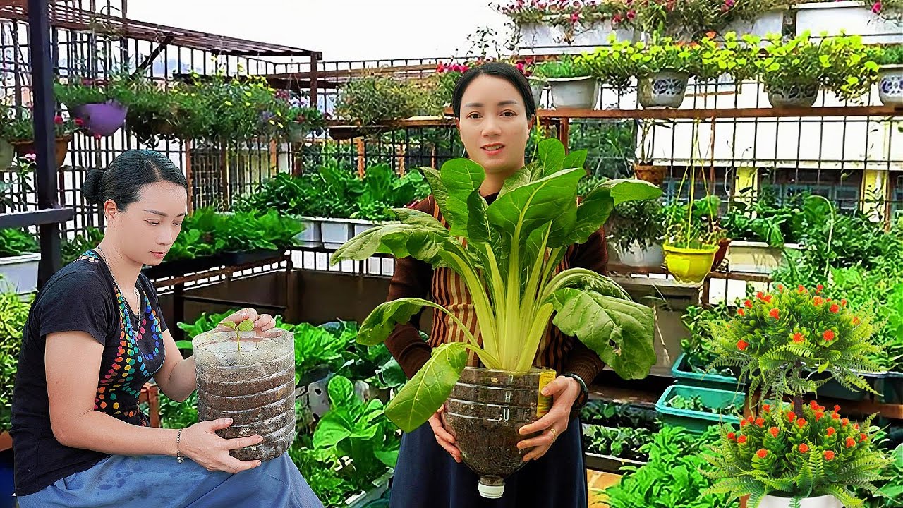 DIY Recycled Plastic Bottle Planters and Easy Soil Mix for Healthy Plants