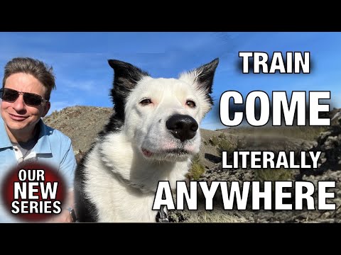 Video: Why is the train called a dog? The most common versions
