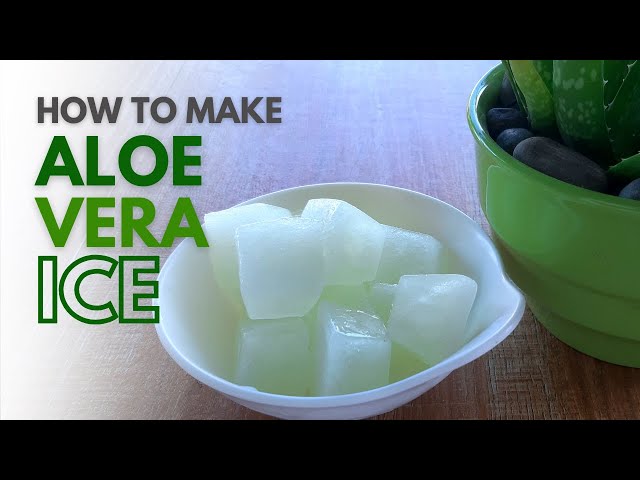 demeter aloe vera Aloe Vera Humongous Miniature Splash main image 1