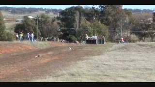 Rat Terrier 200 Yard Sprint Race
