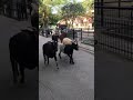 宮崎市フェニックス自然動物園   やぎのこうしん の動画、YouTube動画。