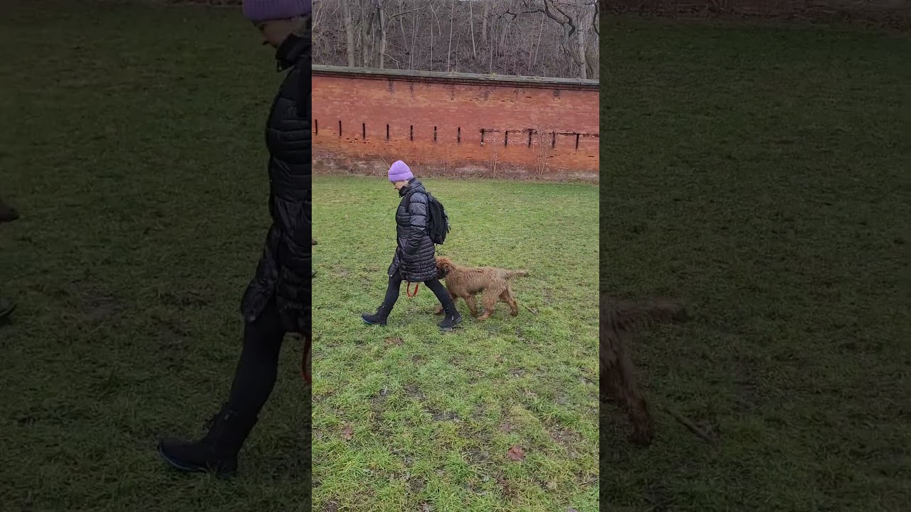 Transformacja - IMBIR - Owczarek Francuski Briard