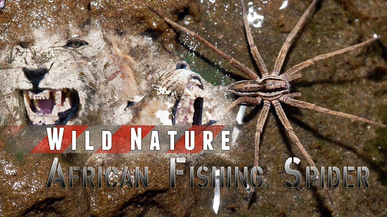 mountain lion live tv African Fishing Spider | WILD NATURE