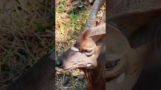 Nyala Antelope 1080x1920 #animals #beautifullgoats #wildlife #goat
