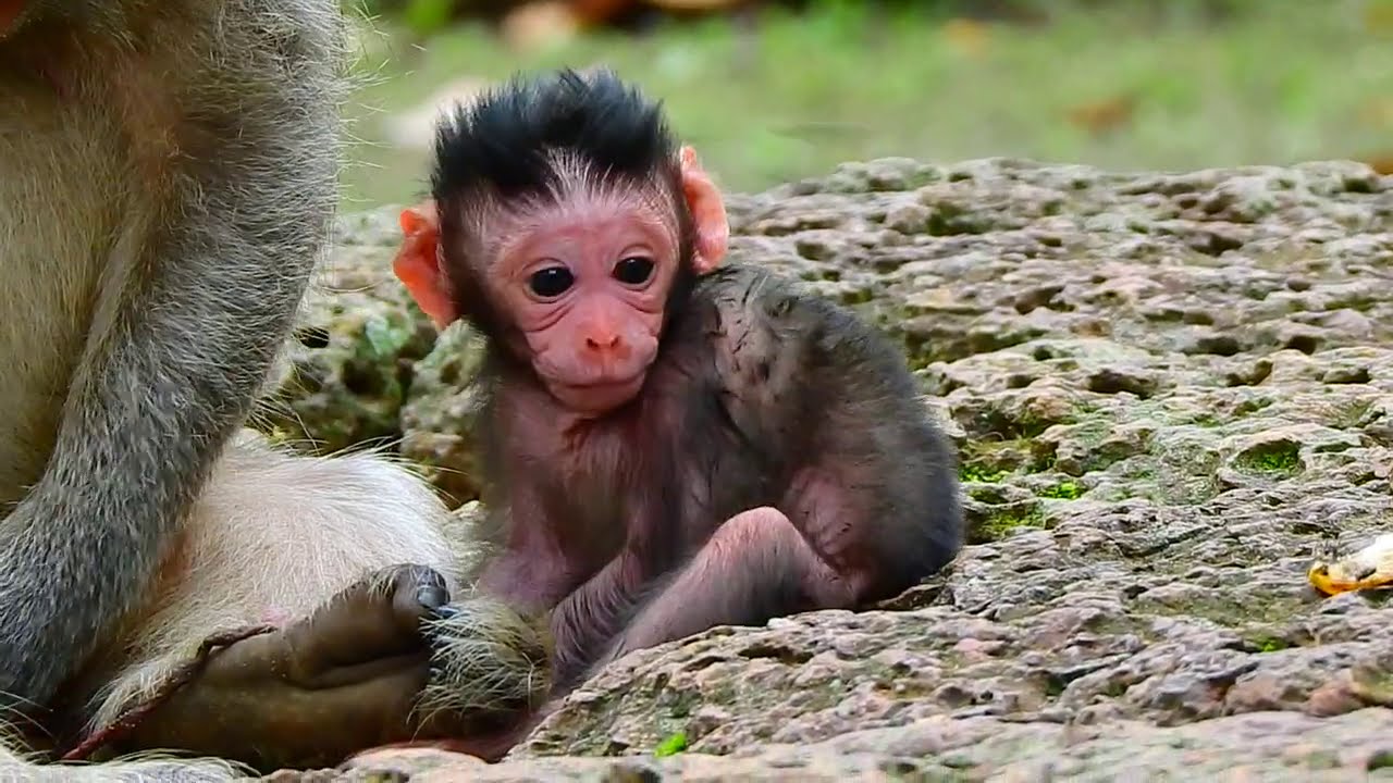 Look Weakness Newborn Baby Monkey, Pity Hungry Newborn Baby Monkey Jinx Sit New To Mom.