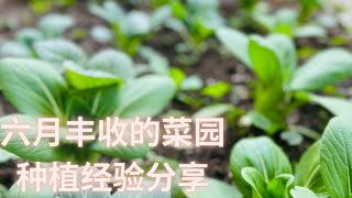 六月丰收的菜园/种植经验分享。哪些菜比较耐寒？如何防止病虫害？怎样收割青菜才能保持土壤的养分？