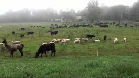 Multi Species Grazing