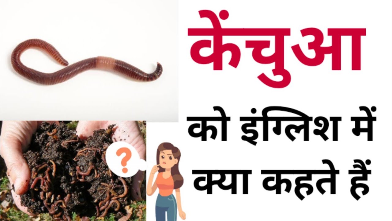 Kechwa Insect केंचुआ को इंग्लिश में क्या कहते हैं | Kechua ko english mein kya kahate ...
