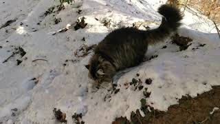 Norwegian Forest Cat: Frosty Morning with Finn