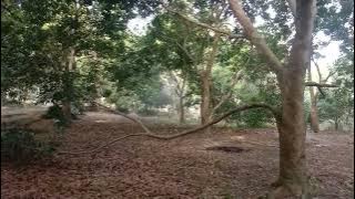 PEMBERSIHAN KEBUN JENGKOL MENJELANG PANEN DI ROHIL-RIAU.#semangattani #kerjakan #Budidaya👍👍