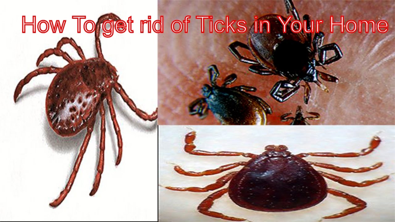 How to get rid of Ticks in your home || Insects Life - YouTube