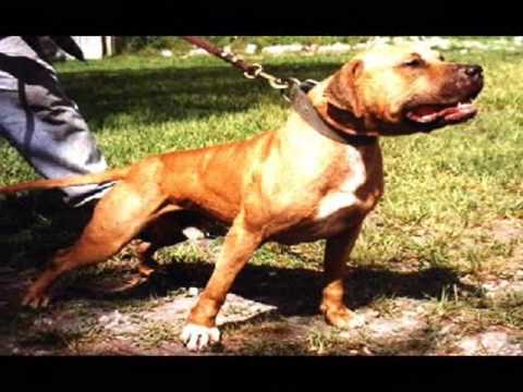 The REAL American Pit Bull Terrier Video