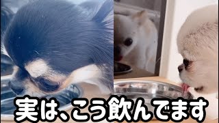 【検証】犬の水の飲み方をスローにしたら、想像と全然違った…！