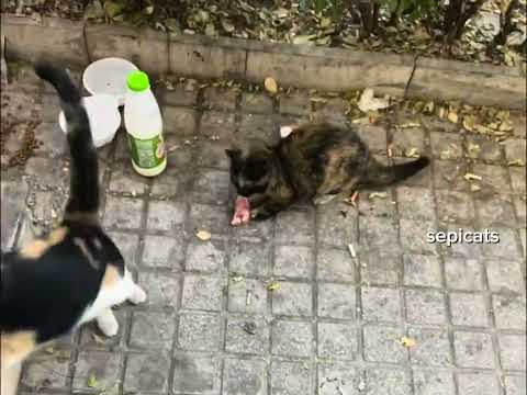 این فیلمو ده بار هم ببنید کمه