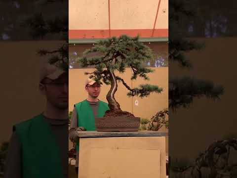 PSBA bonsai live