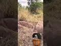 OMG! 🤯Group of Lions attack Warthog. 何てことだ😳ライオンを イボイノシシに攻撃した #youtubeshorts #lion