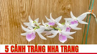 5 cánh trắng nha trang. Cây PĐ đầu tiên lên sao hoả 0983.410.219 // sơn cầm