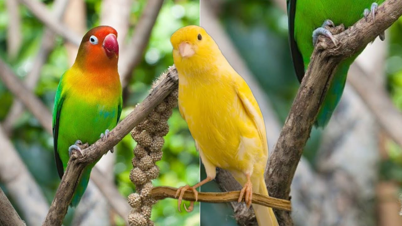 Masteran Kenari & Lovebird Paling Top !!