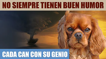 ¿Puede un cachorro enfadarse contigo?