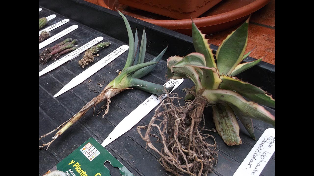 Our INCREDIBLE Gifts of Cacti & Succulents & Carnivorous Plants