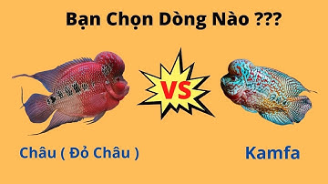 Cá La Hán Châu Và Kamfa, Người Mới Nên Chọn Dòng Nào ??? |Cá Cảnh Đại Lâm Mộc