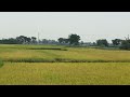ধান কাটার মৌসুমী প্রকৃতির সৌন্দর্য ☺️☺️
