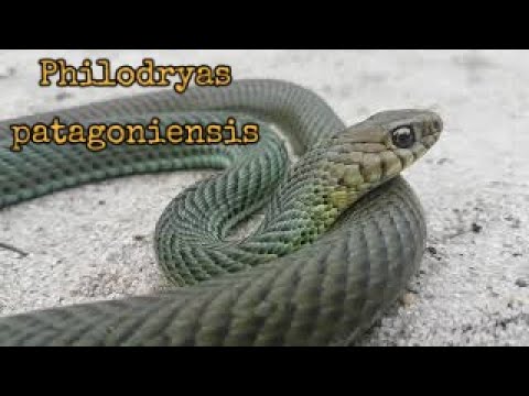 Cobra-parelheira, Philodryas patagoniensis | Biólogo Henrique