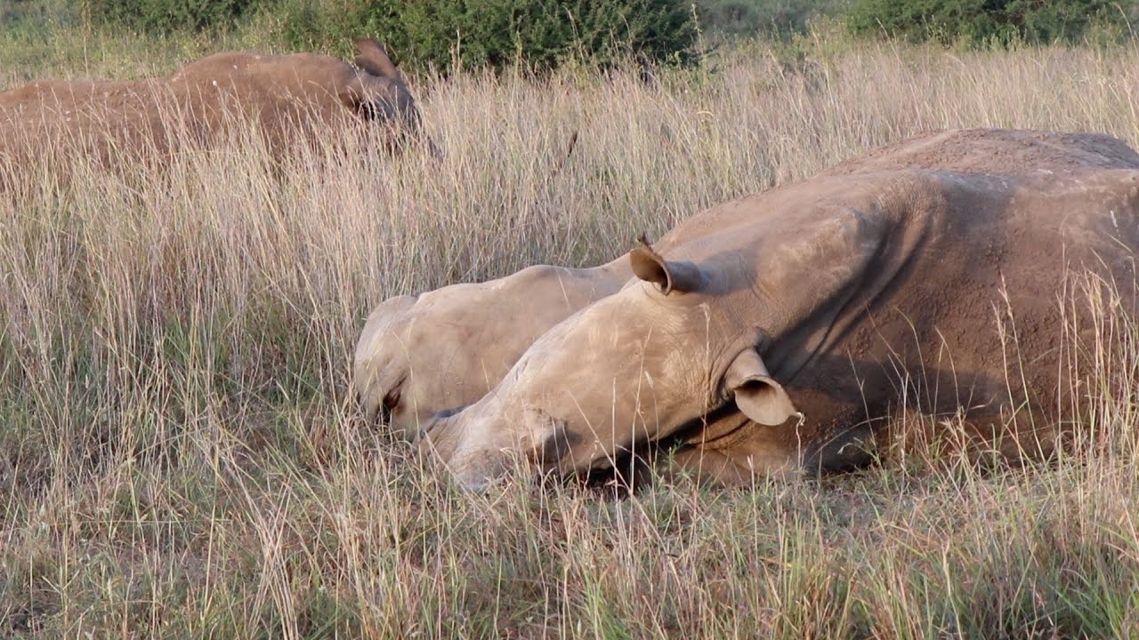 Rhino was trusting enough to do this next to us